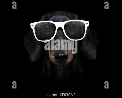 Wurst Dackel Hund isoliert auf schwarz dunkel dramatischen Hintergrund suchen Bei Ihnen frontal, trägt weiße Brille Stockfoto