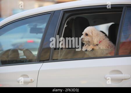 salvador, bahia / brasilien - 1. dezember 2017: Der Hund ist im Fenster des Fahrzeugs zu sehen, das an der Avenida Mario Leal Ferreira in Salvador vorbeifährt. *** Loca Stockfoto