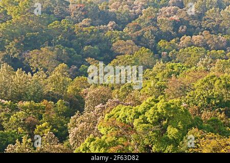 Wald Draufsicht von westlichen Ghats in kerala indien Stockfoto