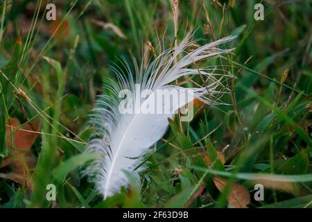 Schöne weiße Feder auf grünem Gras in Nahaufnahme Stockfoto