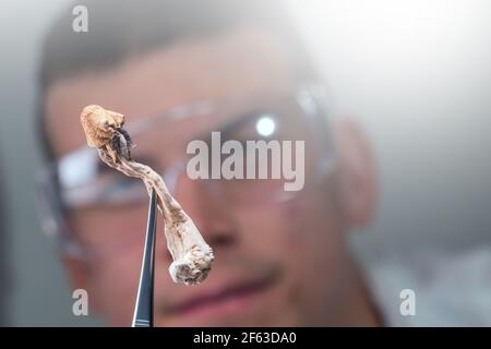 Magische Pilze im Labor. Psilocybin Wissenschaft und Forschung. Person, die Pilze untersucht. Stockfoto