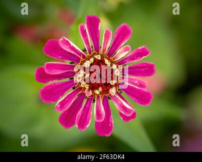 Einzelne Zinnia Wildflower Aganist ein grüner Hintergrund Stockfoto