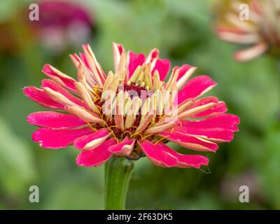 Einzelne Zinnia Wildflower Aganist ein grüner Hintergrund Stockfoto