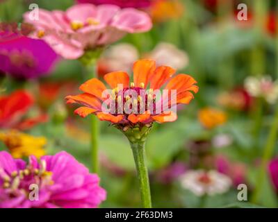 Nahaufnahme von bunten hellen Zinnias Stockfoto