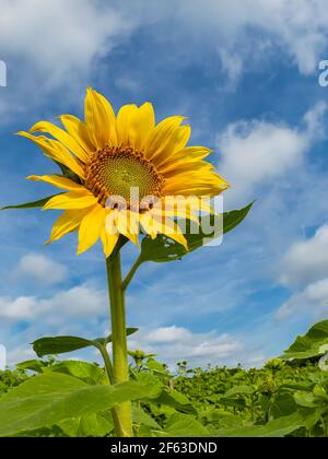 Große gelbe Sonnenblume aganist ein blauer Himmel Stockfoto