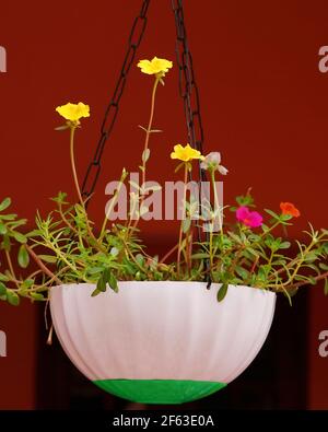 Dekorative Heimpflanzen und Blumen in einem Topf Stockfoto