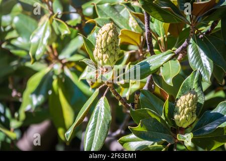 Magnolie Frucht auf dem grünen Blätter Hintergrund. Magnolia Samt Samt Schote auf Baum. Magnolia grandiflora, allgemein bekannt als die südliche Magnolie oder Stier Stockfoto