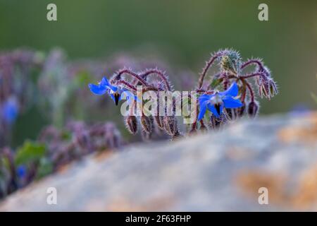 Borago officinalis (Borretsch), bekannt für seine medizinischen Eigenschaften. Stockfoto