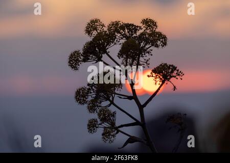 Der maltesische Riesenfenchel (Ferula melitensis) wurde gegen die untergehende Sonne silhouettiert Stockfoto