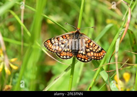 Marsh Fritillary, Schmetterling, "Euphydryas aurinia', knappe, Juni, tussocky Grünland, Wiltshire, England, Großbritannien Stockfoto