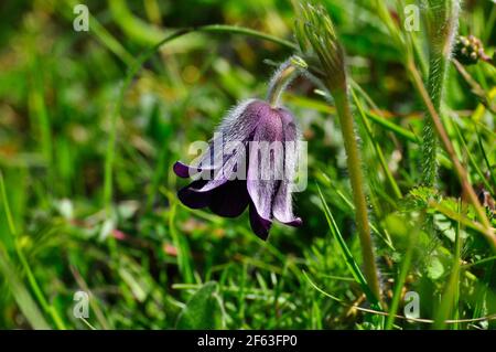 Pasque-Blume (Pulsatilla vulgaris) blüht im April auf dem Martin Down, National Nature Reserve, in Hampshire. VEREINIGTES KÖNIGREICH Stockfoto