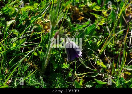 Pasque-Blume (Pulsatilla vulgaris) blüht im April auf dem Martin Down, National Nature Reserve, in Hampshire. VEREINIGTES KÖNIGREICH Stockfoto