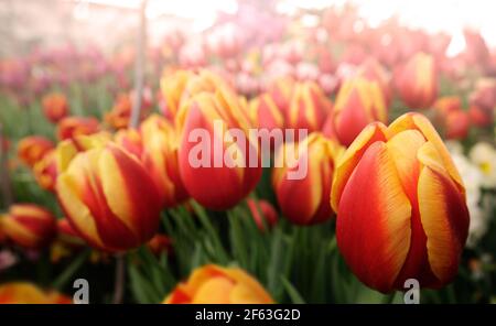 Große Anzahl von rot-orangen Tulpen im Frühjahr Stockfoto