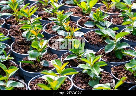 Eine Gruppe von Töpfen mit Sämlingen bereit für die Pflanzung. Perfekte Aufnahme für Botanik, Garten, Frühling und Wachstum. Stockfoto