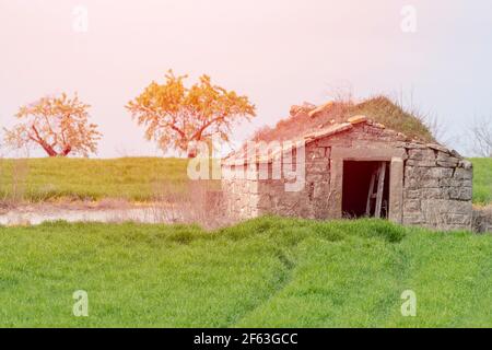Verlassene Bauernhütte in einem grünen Getreidefeld mit Zwei Mandelbäume Stockfoto