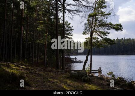 See und Wald am Frühlingsabend in Katrineholm Schweden. Schöne skandinavische Natur und Landschaft. Ruhiges, friedliches Foto. Stockfoto