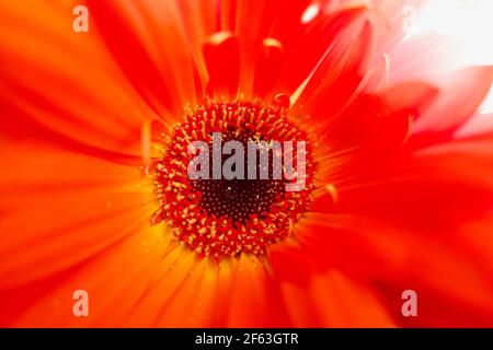 Schöne helle orange Gerbera floralen Hintergrund mit Unschärfe um die Ränder Stockfoto