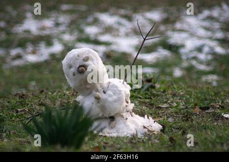 Schneemann schmilzt mit grünem Gras. Konzept: Frühling Stockfoto