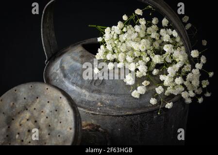 Alte verrostete Gießkanne mit Babyluft und schwarzem Hintergrund. Stockfoto