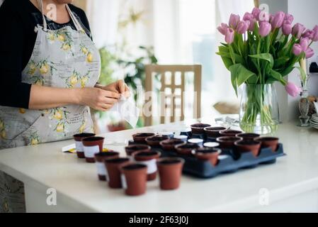 No Face Frau, die Aufkleber Notizen auf kleine Töpfe mit gepflanzten Samen in der Küche zu Hause. Vorbereitung für neue Küchengartensaison. Aussaat von Samen. Weich Stockfoto