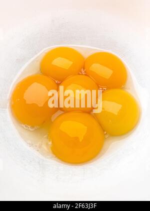 Sechs leuchtend gelbe Eigelb in einer weißen Schüssel. Stockfoto