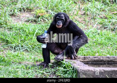 Portrait eines männlichen Bonobos, der aus einer Flasche trinkt, bei einer Wasserdurchfahrt im Heiligtum von Lola Ya Bonobo, in der Nähe von Kinshasa, Kongo-Republik Stockfoto