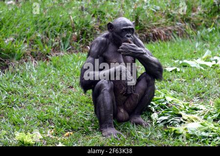 Porträt eines sitzenden männlichen Bonobos, der einen Zweig im lola ya Bonobo Heiligtum in der Nähe von kinshasa isst; Kongo-Republik Stockfoto