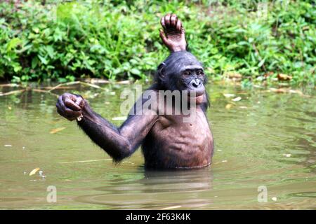 Männlicher Bonobo steht im Wasser mit erhobenen Armen im lola ya Bonobo Heiligtum in der Nähe von kinshasa; Kongo-Republik Stockfoto