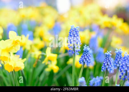 Nahaufnahme der blauen Blüte einer armenischen Traubenhyazinthe ( Muscari armeniacum ) auf dem Feld mit Cowslip, unscharfem Hintergrund. Stockfoto