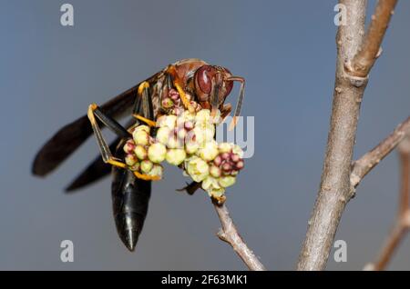 Papierwasp, Polistes annularis, Nahrungssuche auf duftendem Sumac, Rhus aromatica Stockfoto