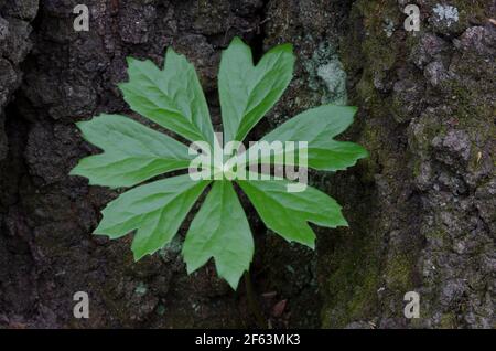 Mayapple, Podophyllum peltatum, wächst neben dem Baum auf Stockfoto