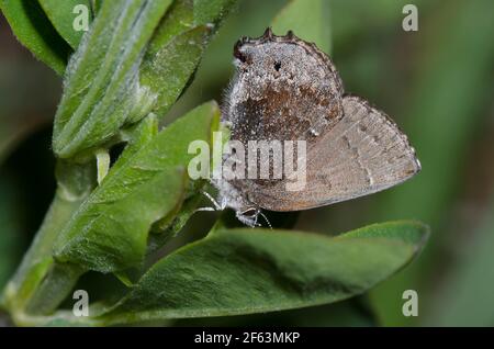 Frosted Elfin, Callophrys irus, weibliche Ovipositing auf gelbem wildem Indigo, Baptizia sphaerocarpa Stockfoto