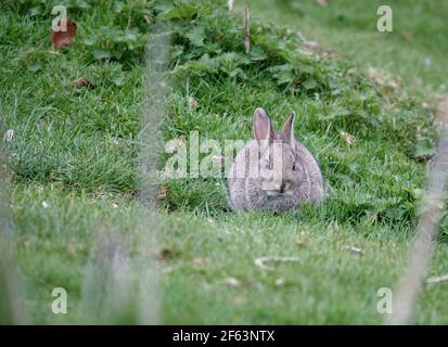 Wildes graues Kaninchen, das üppiges Wiesengras frisst Stockfoto