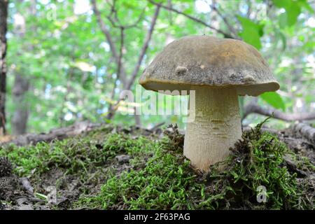 Ein einzelnes Exemplar von Boletus aereus, dem dunklen cep oder Bronzebolete, hochgeschätzt und sehr begehrt essbaren Pilz in der Familie Boletaceae, na Stockfoto