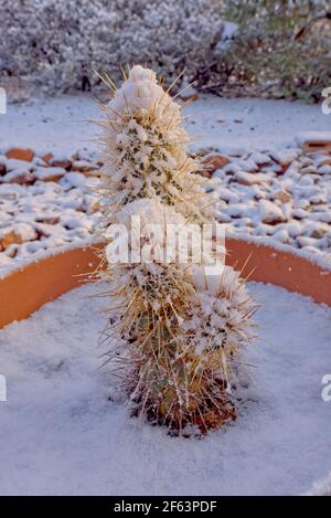 Ein Echinocereus Nicholii, Igelkaktus, der nach einem Schneesturm über Nacht im Chino Valley Arizona mit Schnee bedeckt war. Stockfoto