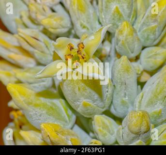 Makro-Foto der Blume einer Kalanchoe Thyrsiflora, auch Flapjack genannt. Es ist eine Sukkulente oft als Zimmerpflanze oder in Steingärten verwendet. Photogr Stockfoto