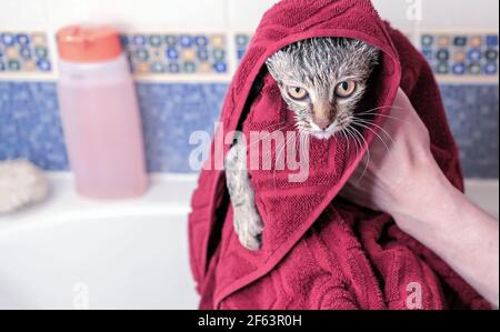 Nass gestromt Kätzchen nach einem Bad in einem burgunderfarbenen Handtuch. Stockfoto