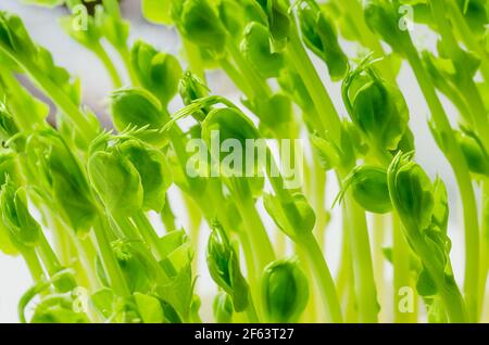 PEA, Jungpflanzen, Vorderansicht und Nahaufnahme. Microgreens von Pisum sativum. Grüne Triebe, Sämlinge und Sprossen, als Garnierung oder als Blattgemüse verwendet. Stockfoto