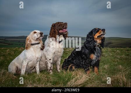 Drei gehorsame Spaniels sitzen auf einem großen Feld Stockfoto