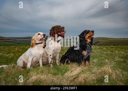 Drei gehorsame Spaniels sitzen auf einem großen Feld Stockfoto