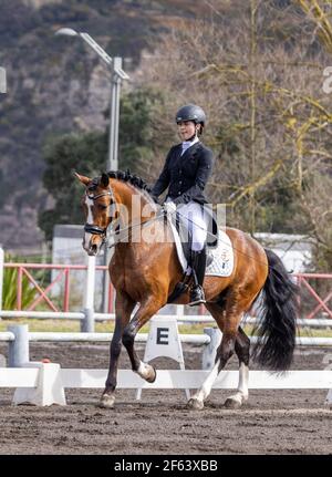 Dressurreiter im Wettkampf mit wunderbar braunem Lusitano Hengst, tolles Pferd. Stockfoto