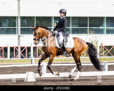 Dressurreiter im Wettkampf mit wunderbar braunem Lusitano Hengst, tolles Pferd. Stockfoto