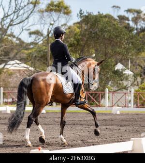 Dressurreiter im Wettkampf mit wunderbar braunem Lusitano Hengst, tolles Pferd. Stockfoto