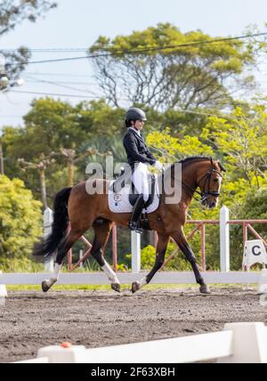 Dressurreiter im Wettkampf mit wunderbar braunem Lusitano Hengst, tolles Pferd. Stockfoto