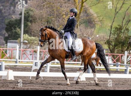 Dressurreiter im Wettkampf mit wunderbar braunem Lusitano Hengst, tolles Pferd. Stockfoto