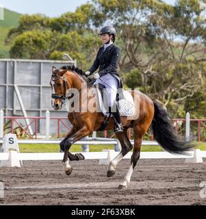 Dressurreiter im Wettkampf mit wunderbar braunem Lusitano Hengst, tolles Pferd. Stockfoto