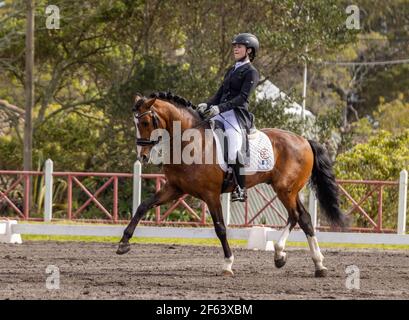 Dressurreiter im Wettkampf mit wunderbar braunem Lusitano Hengst, tolles Pferd. Stockfoto