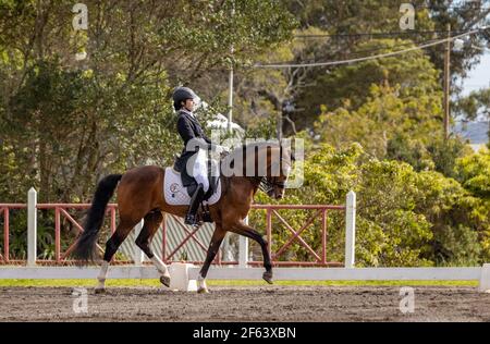 Dressurreiter im Wettkampf mit wunderbar braunem Lusitano Hengst, tolles Pferd. Stockfoto