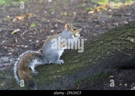 Eichhörnchen essen rohe Erdnüsse in London greenwich Park Stockfoto