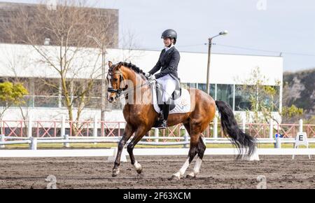 Dressurreiter im Wettkampf mit wunderbar braunem Lusitano Hengst, tolles Pferd. Stockfoto